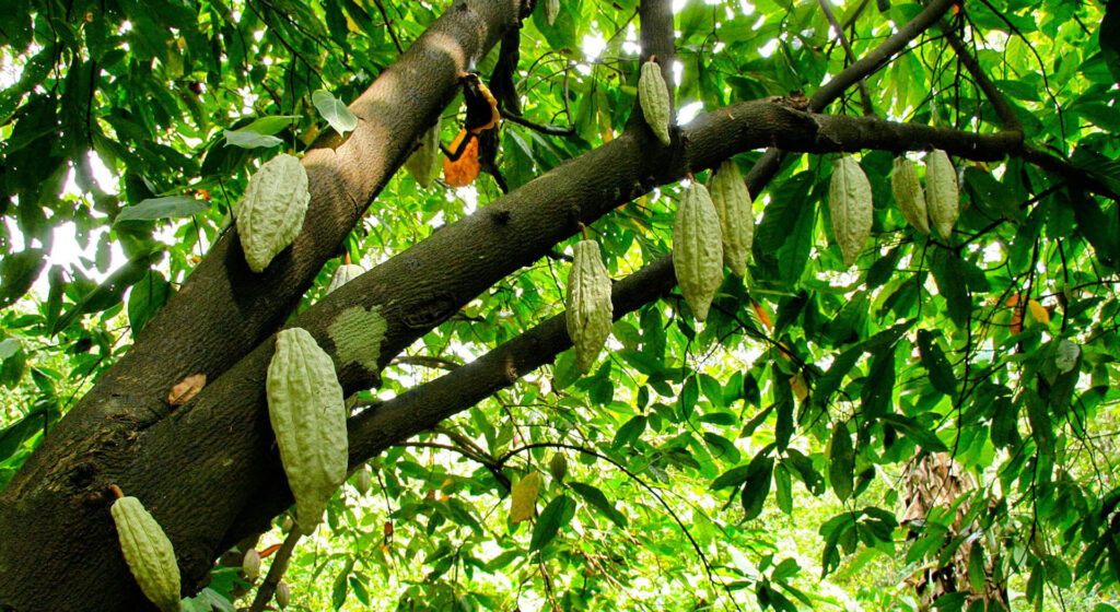 Mazorcas de cacao creciendo en la rama dentro del bosque